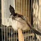 بلبل مكس عربي ماليزي