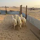 خرفان حريات