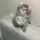 كيتن سكوتش للبيع