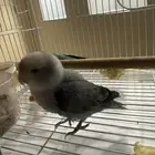 طور روز للبيع