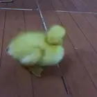 بط اصفر صغير