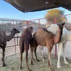 للبيع حشو على الحليب