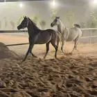 مهر شعبي فاخر للبيع