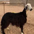 ثنيه نجديه حايل