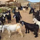 تيوس عوارض مخاصى وجفار عوارض