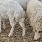 ذبايح طليان ب1250 (7شهور)