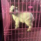 ماعز قزم ذكر