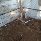 طقم وز عراقي للبيع