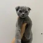 قطط سكوتش شيرازي للتبني