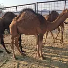 قعدان للبيع