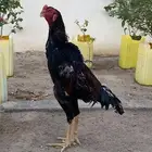 ديك شامو يباني