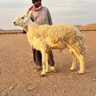 فحل حري معرف ولد استراحة محارب