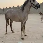 مهر واهو جزيري