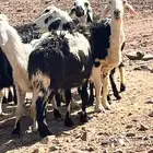 انعاج نجد وحر العداد حول 16