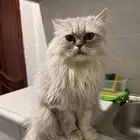 قطة شيرازي للتبني