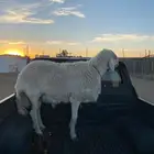 خميس مشيط شيق.