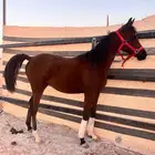 فرس مهره واهو بوراقها