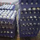 بيض بلدي يومي 20 طبق