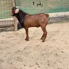 مشاريع فحول دهم فواخر اعمار 10 اشهر جاهزه للهداد