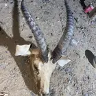 راس غزال ريم