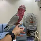 كوكاتو قالا