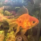 أسماك زينة للبيع او البدل بأسماك صغيره