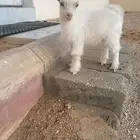 تيس قزمي بيور السوم 750 والبيع قريبا