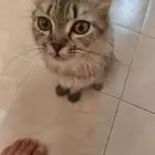 قطة أنثى بكر لم يمسسها أي عري