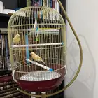 قفص طيور للبيع