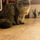 قطه للتبني عمرها سنه