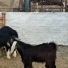 تيس عارضي صنف مشروع فحل