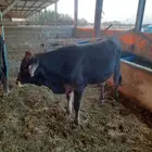 للبيع عدد 2 عجول