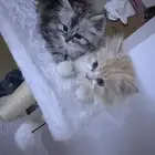 الرياض الدار البيضاء