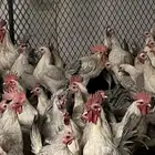 دجاج المنيوم بياض