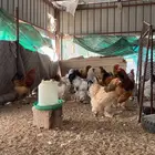 دجاج براهما بشاير