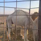 مهد الذهب قريب من الضميرية