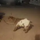 للبيع الماعز القزم