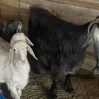 شاه حريه فاخره معها 2 وعنز معها 2 يرضعون منها