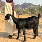 جفار عوارض دفيع