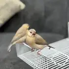 فروخ جاوا اليفه جدا  نهاية غر