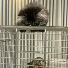 ببغاء كنيور للبيع