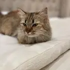 قطوه شيرازي للتبني