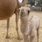 خلفة مصغر تحتها قعود كفو