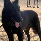 كلب ذكر جيرمن