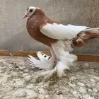 انثى نفاخ مصوبع