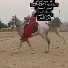 حصان واهو للبيع