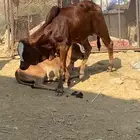 حسيل للبيع محايل عسير