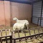 نجديه دافع ومعها ولدها