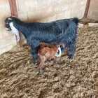 معزا متاومة