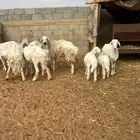 حريات مواليد خمس معهم خمس عيون الجوا